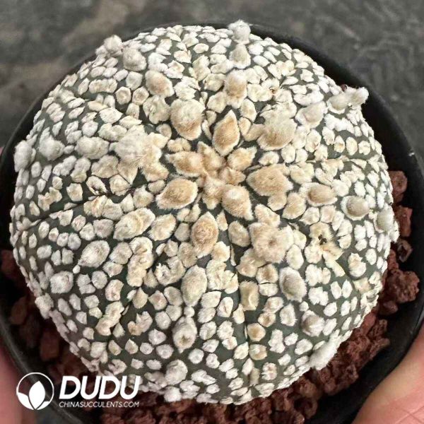 e201-583.jpg Astrophytum Asterias Cv. Super Kabuto - Image 1