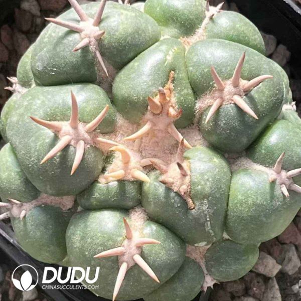 Coryphantha Elephantidens - Image 1