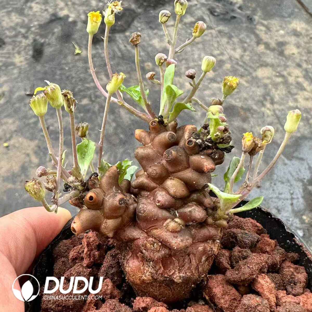 e201-585.jpg Othonna Herrei - Image 1