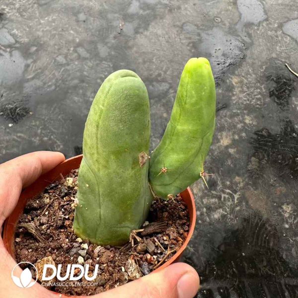 Echinopsis lageniformis f. monstruosa - Image 1