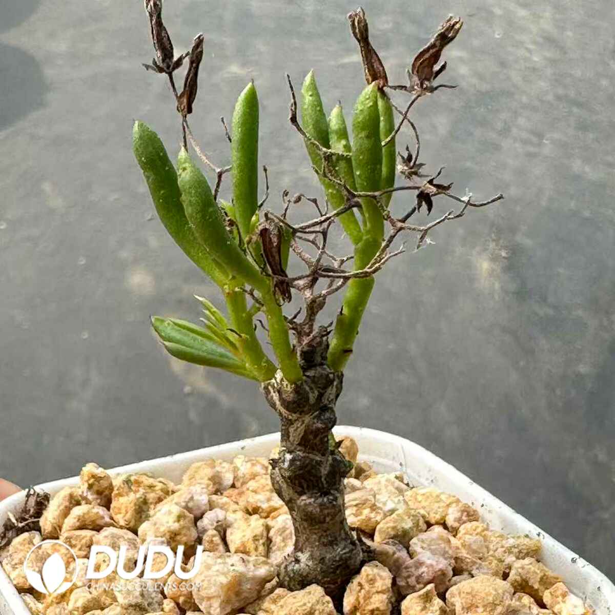 e201-589.jpg Tylecodon Nigricaulis - Image 1