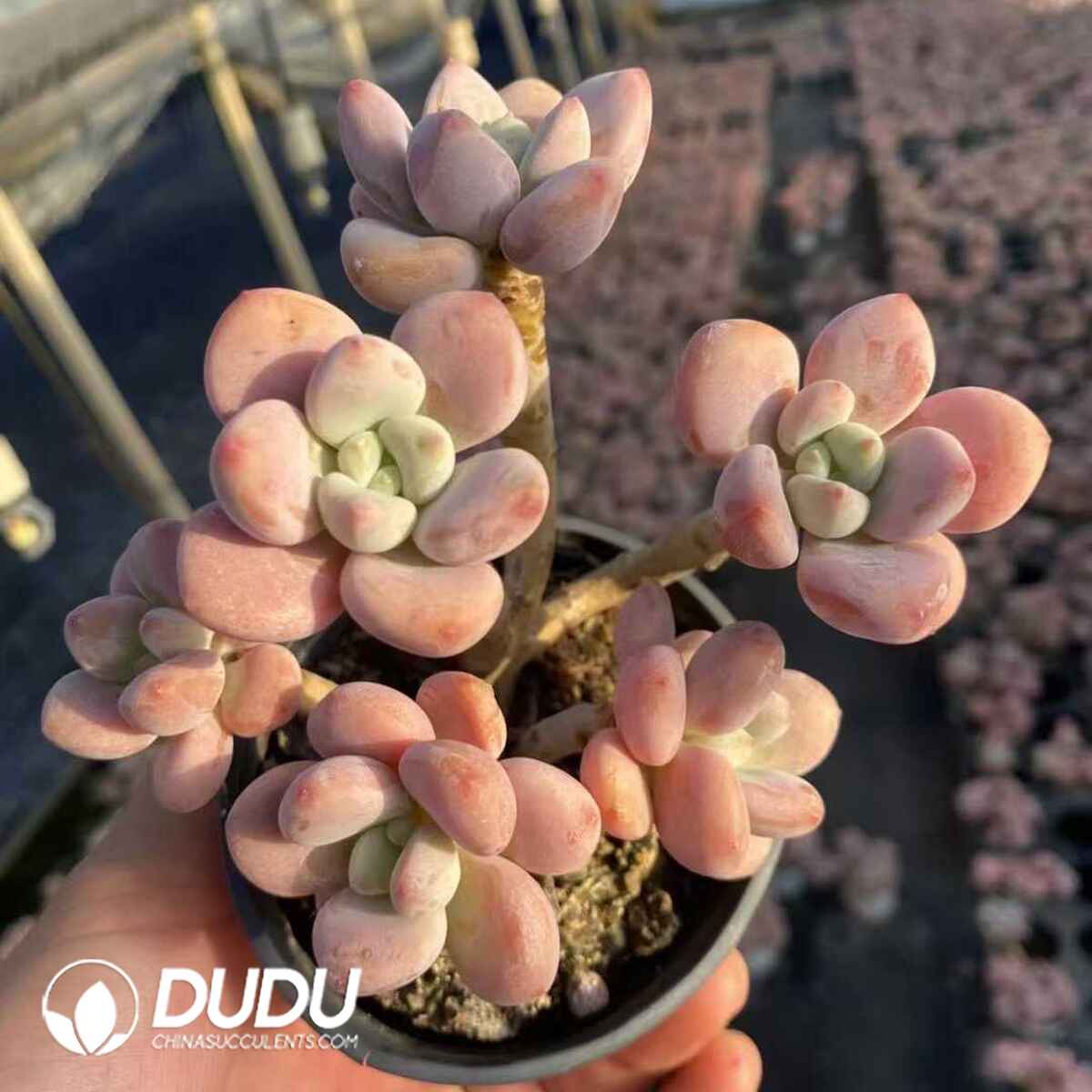 e201-590.jpg Graptopetalum Miul Old Stem Clustering - Image 1