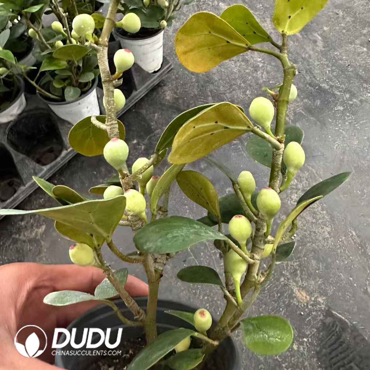 e201-591.jpg Ficus Deltoidea - Image 1