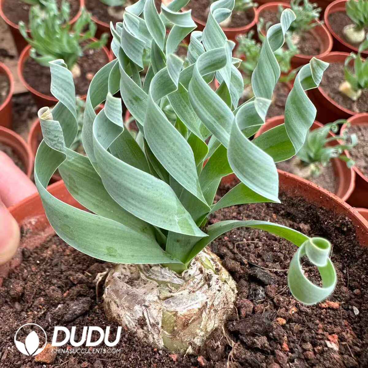 e201-593.jpg Albuca concordiana Baker - Image 1