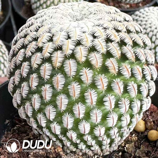 e201-594.jpg Cactus-Solisia Pectinata - Image 1