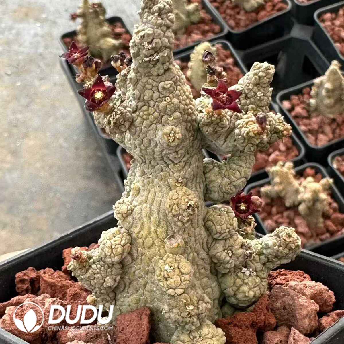 e201-599.jpg Pseudolithos Caput-viperae - Image 1