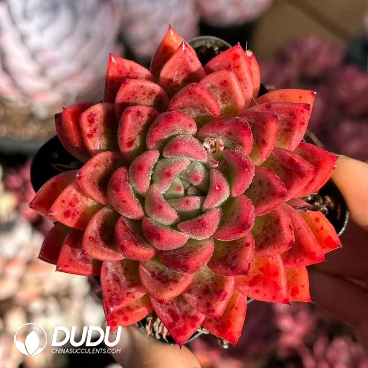 e201-6.jpg Echeveria Red Spider - Image 1