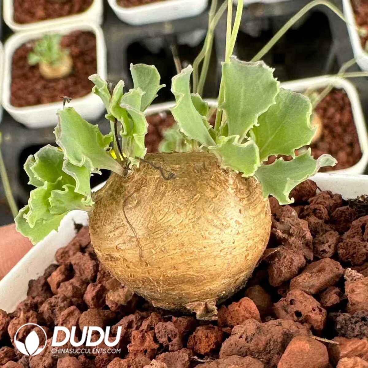 e201-601.jpg Othonna Cacalioides - Image 1