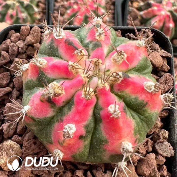 Cactus-Gymnocalycium Poseidon Pink - Image 1