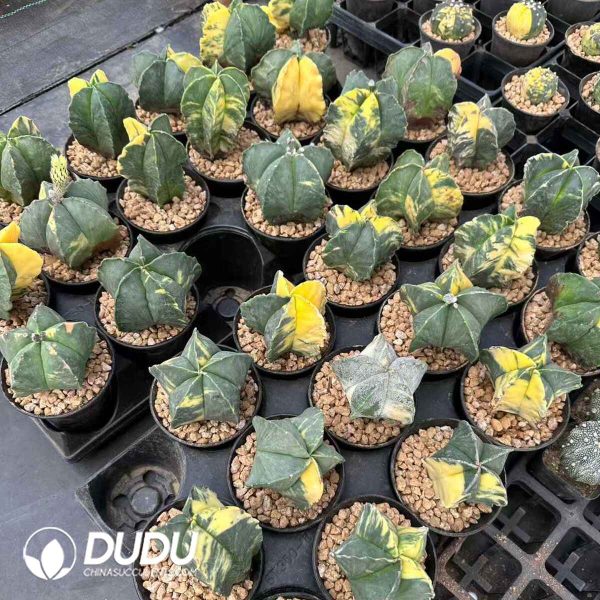 Cactus-Astrophytum Myriostigma Speckle Variegated - Image 1