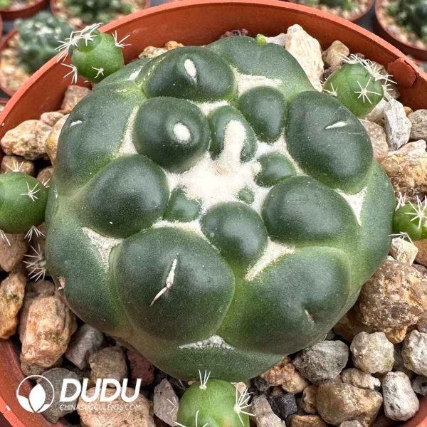 Coryphantha Tianyan - Image 1