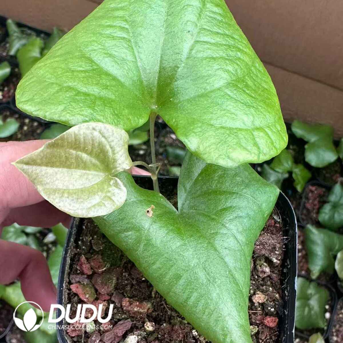 e201-608.jpg Dioscorea elephantipes - Image 1