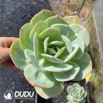 Echeveria Hakuhou