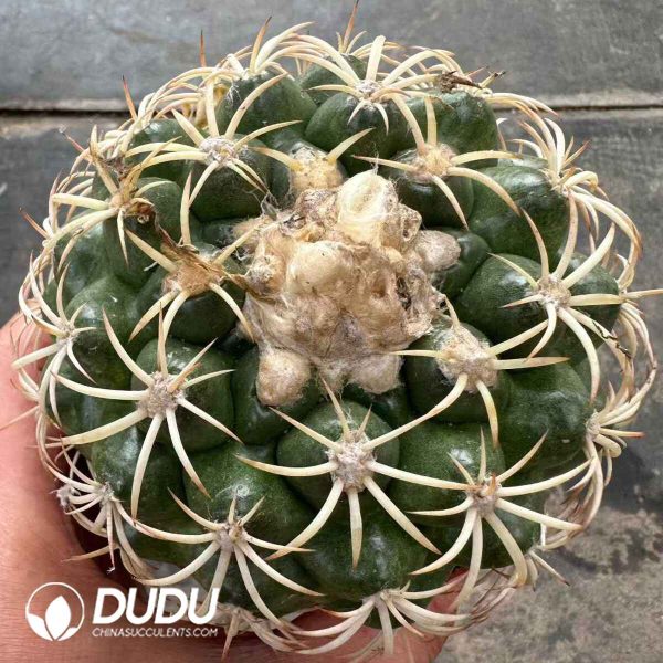 e201-613.jpg Discocactus placentiformis f. albispinus - Image 1