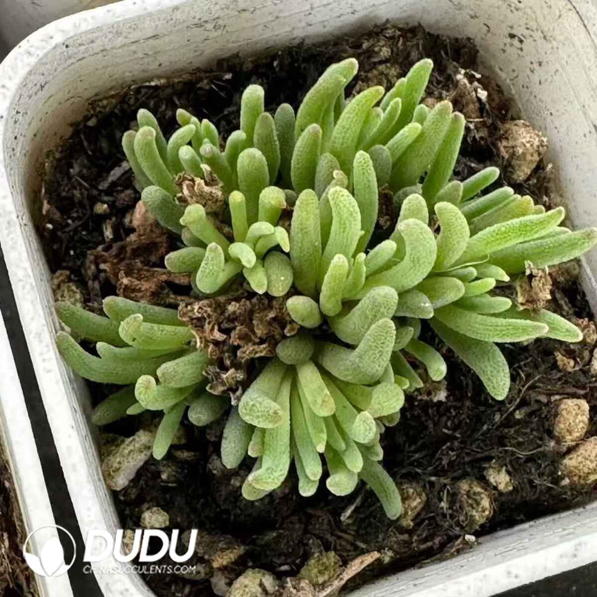 e201-614.jpg Aizoaceae Crystal Avonia Clustering - Image 1