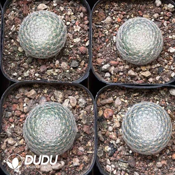 e201-616.jpg Mammillaria gracilis var. fragilis - Image 1