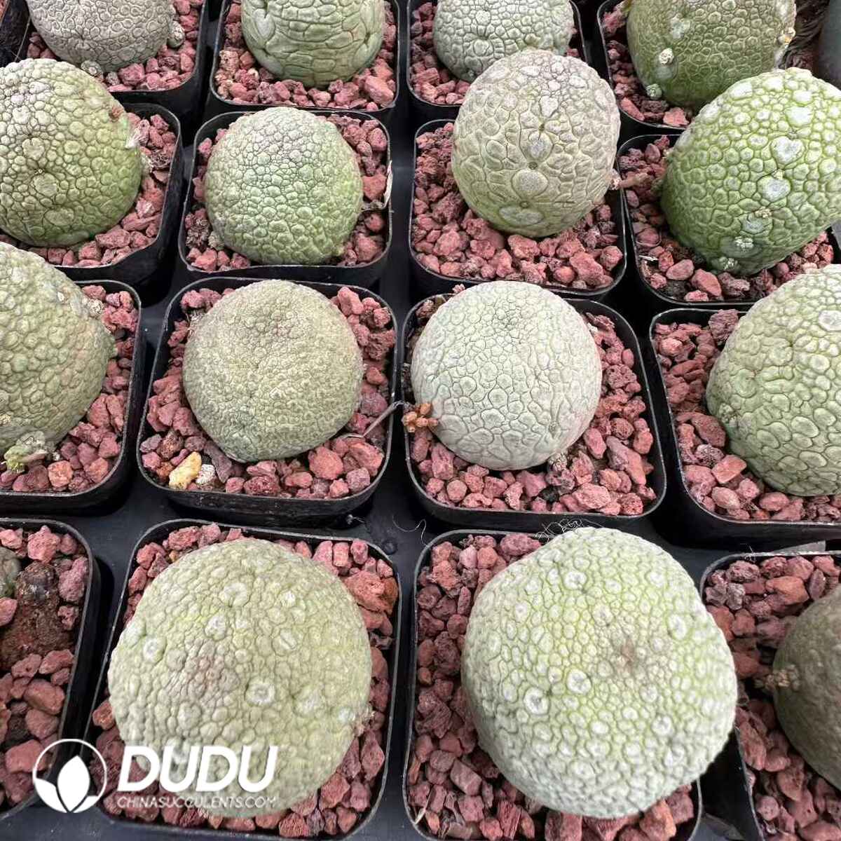 e201-617.jpg Pseudolithos migiurtinus - Image 1