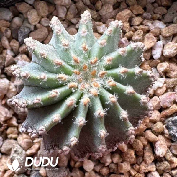 Aztekium ritteri - Image 1