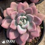 Graptoveria Pink Opalina