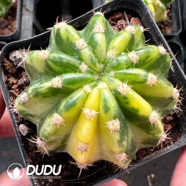 Echinopsis subdenudata f. variegata - Image 1