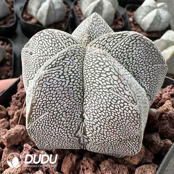 Astrophytum myriostigma Onzuka - Image 1