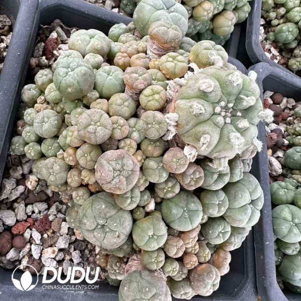 Lophophora Fish Clustering - Image 1