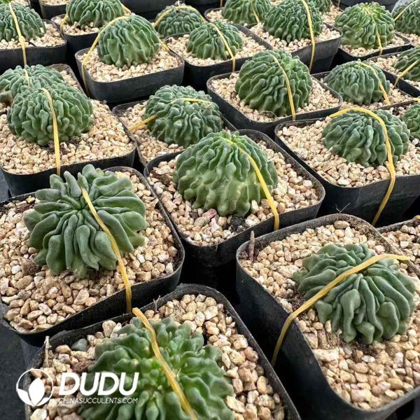 Echinofossulocactus albatus Tadpole - Image 1