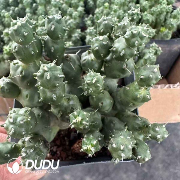 Opuntia Light Cavalry - Image 1