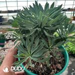 Euphorbia Iron Armor Kirin