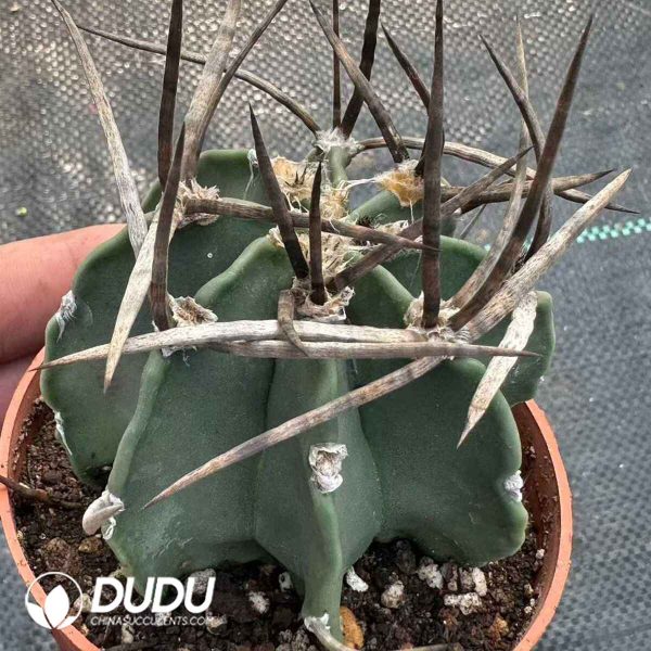 Astrophytum Buffalo Horn - Image 1