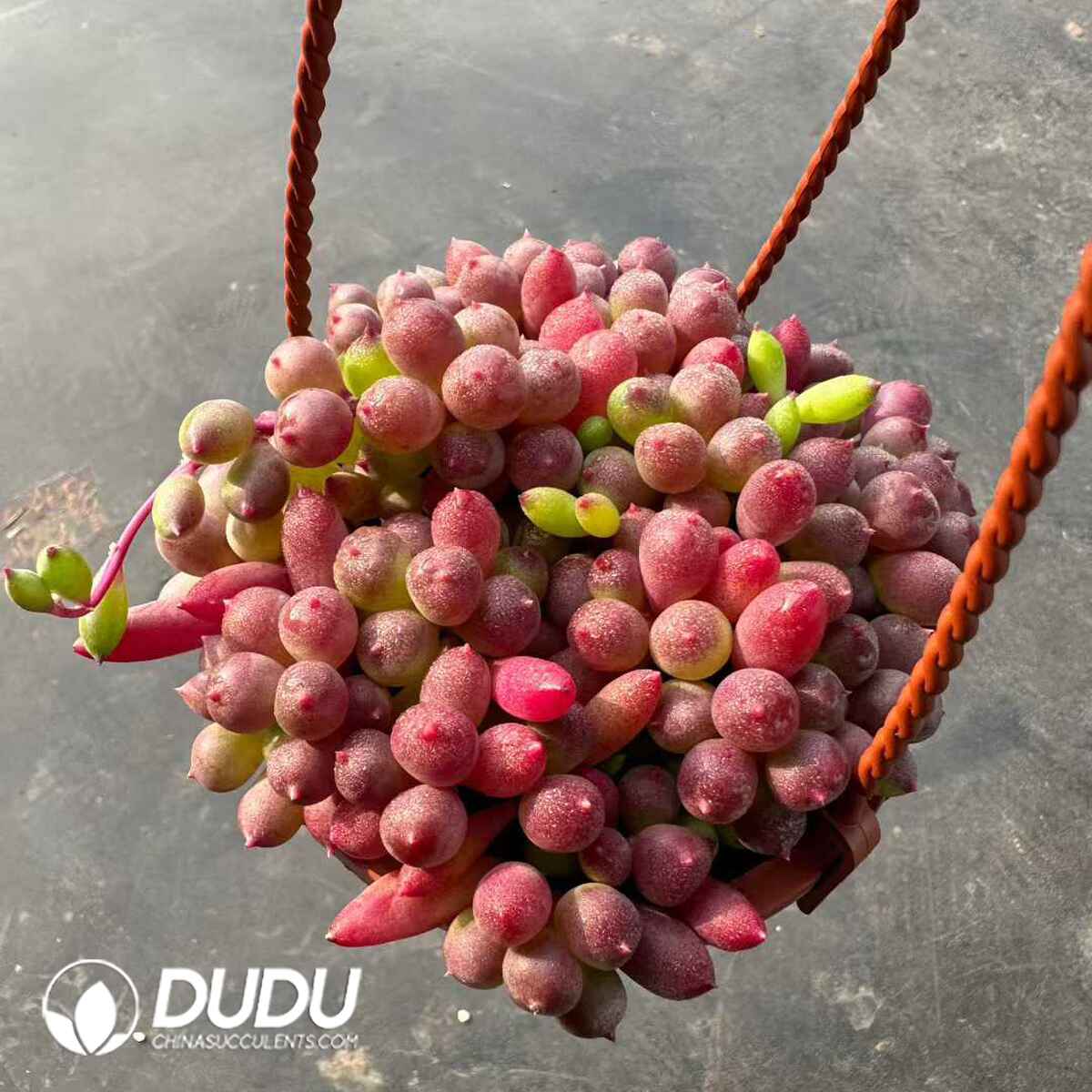 e201-636.jpg Senecio Purple Grape - Image 1