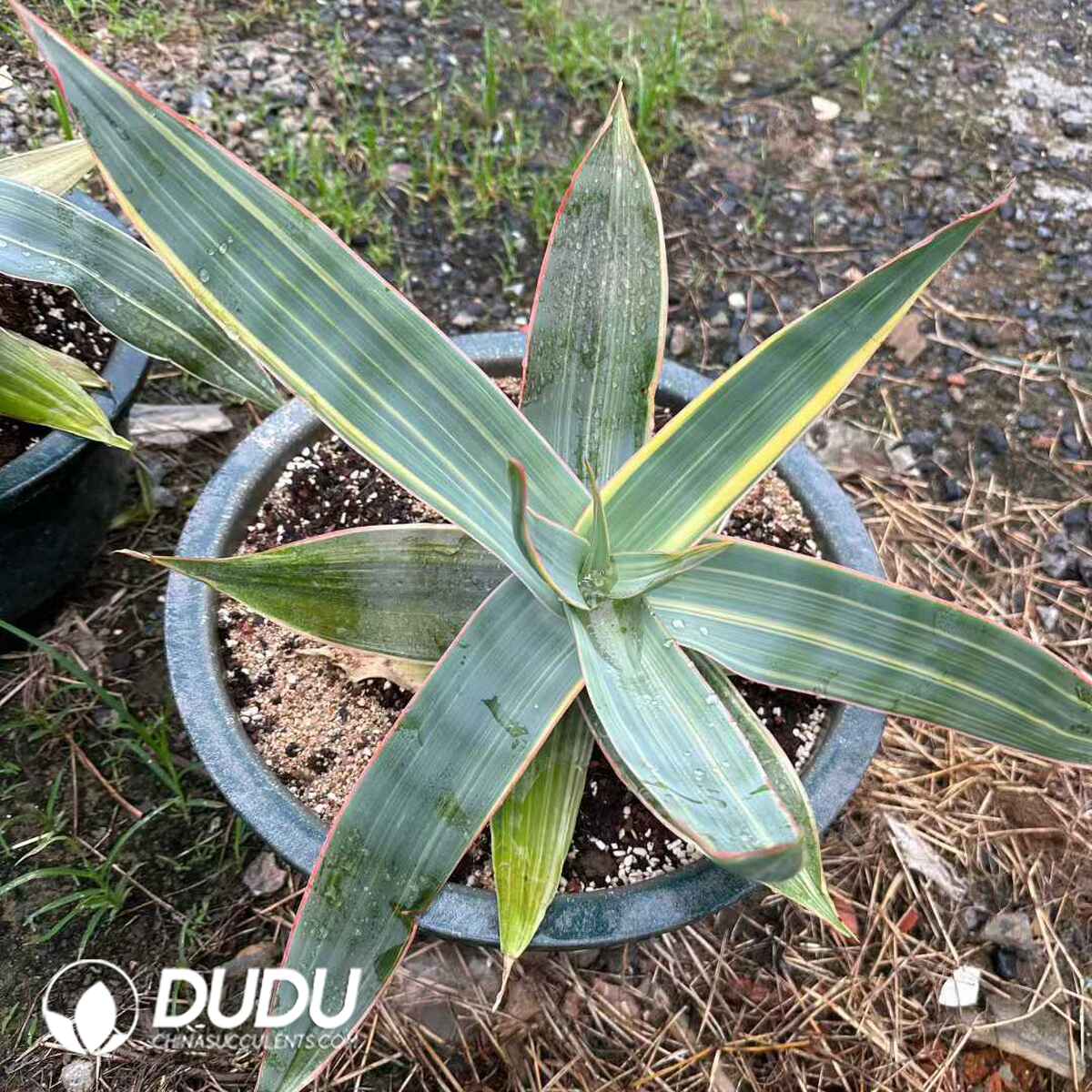 e201-638.jpg Aloe Yinfang Variegated - Image 1