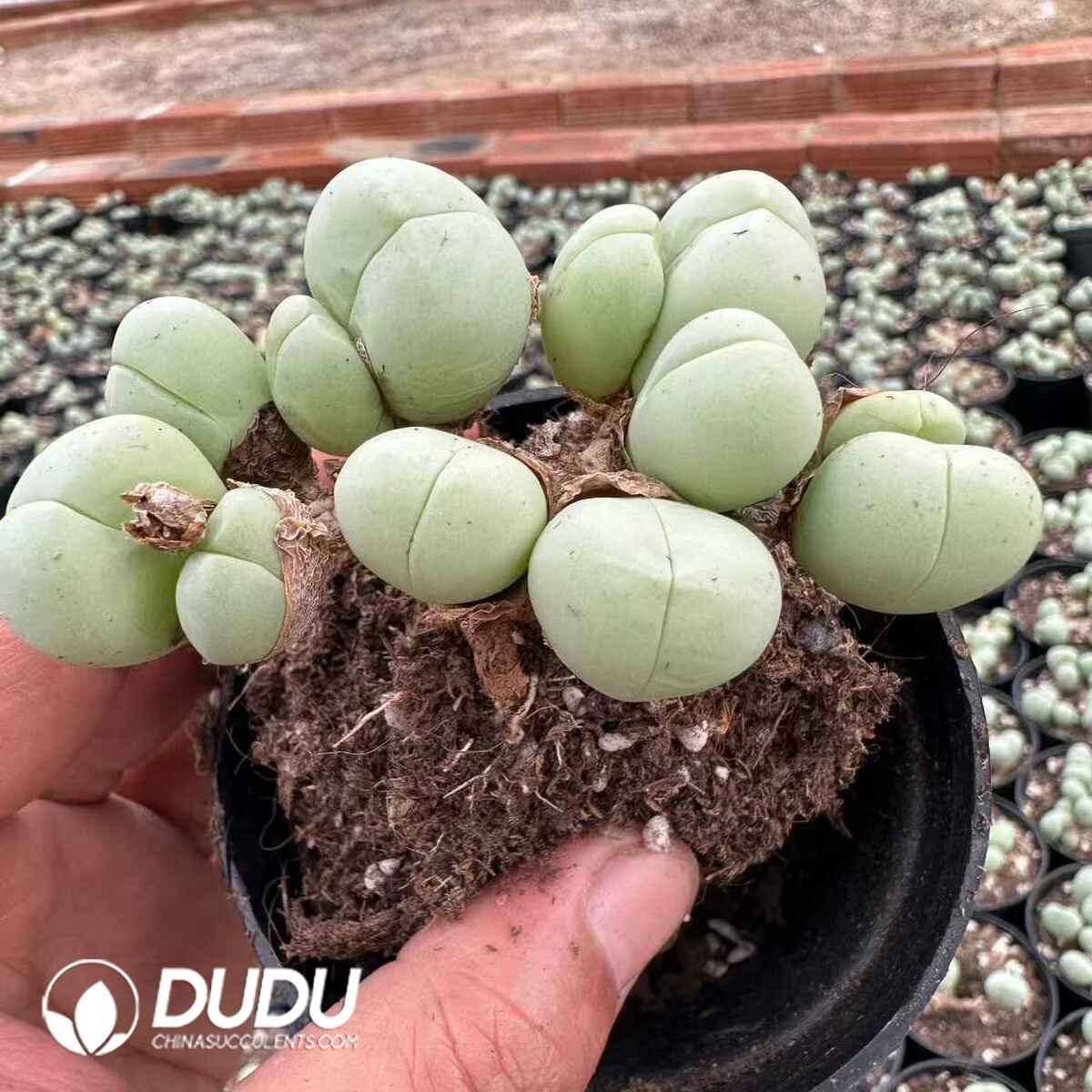 e201-639.jpg Gibbaeum retusus Clustering - Image 1