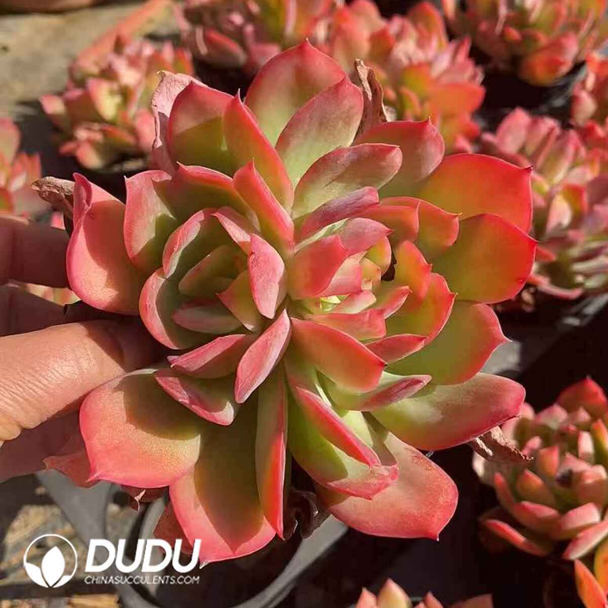 e201-64.jpg Echeveria Luella Double Heads - Image 1