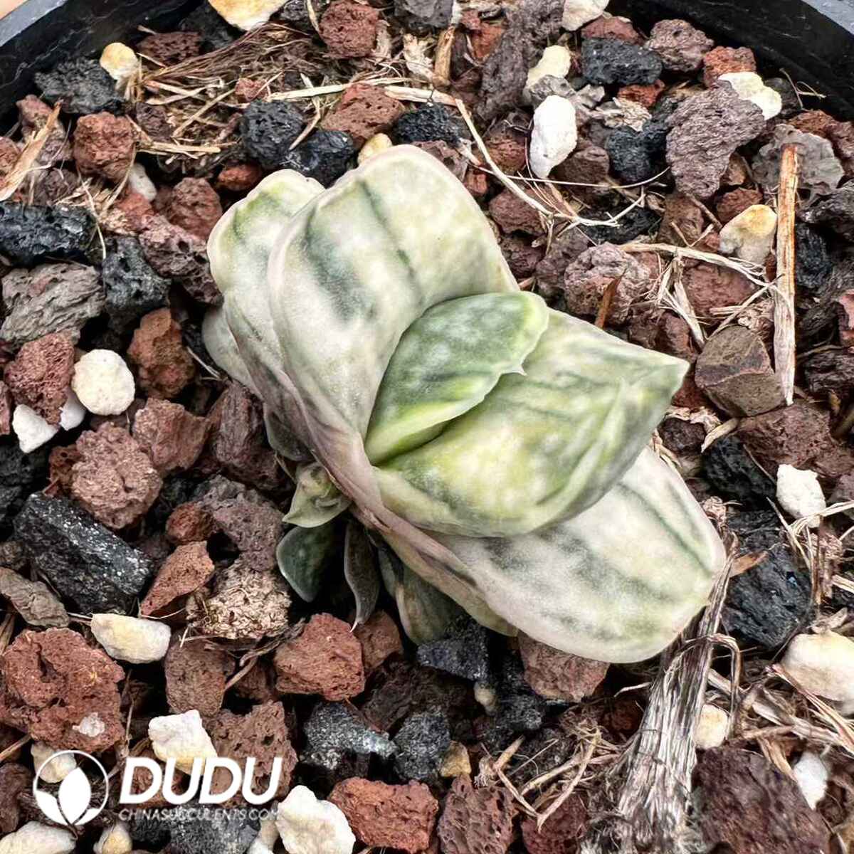 e201-642.jpg Cactus-Meiling Fuji - Image 1