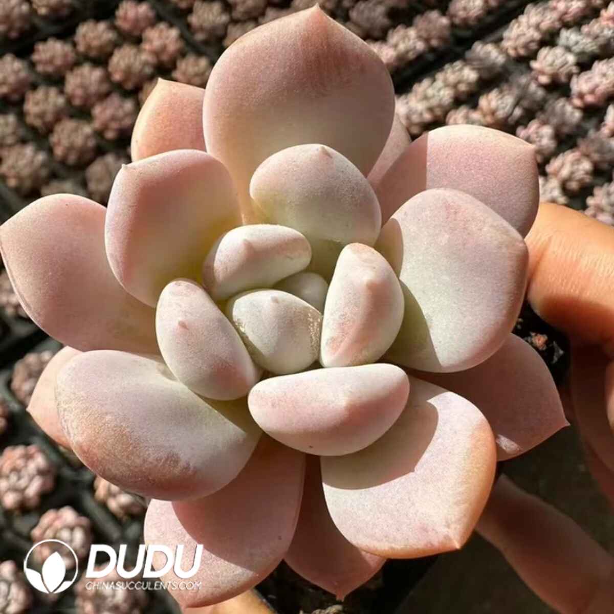 e201-699.jpg Pachyphytum Peach Balls - Image 1