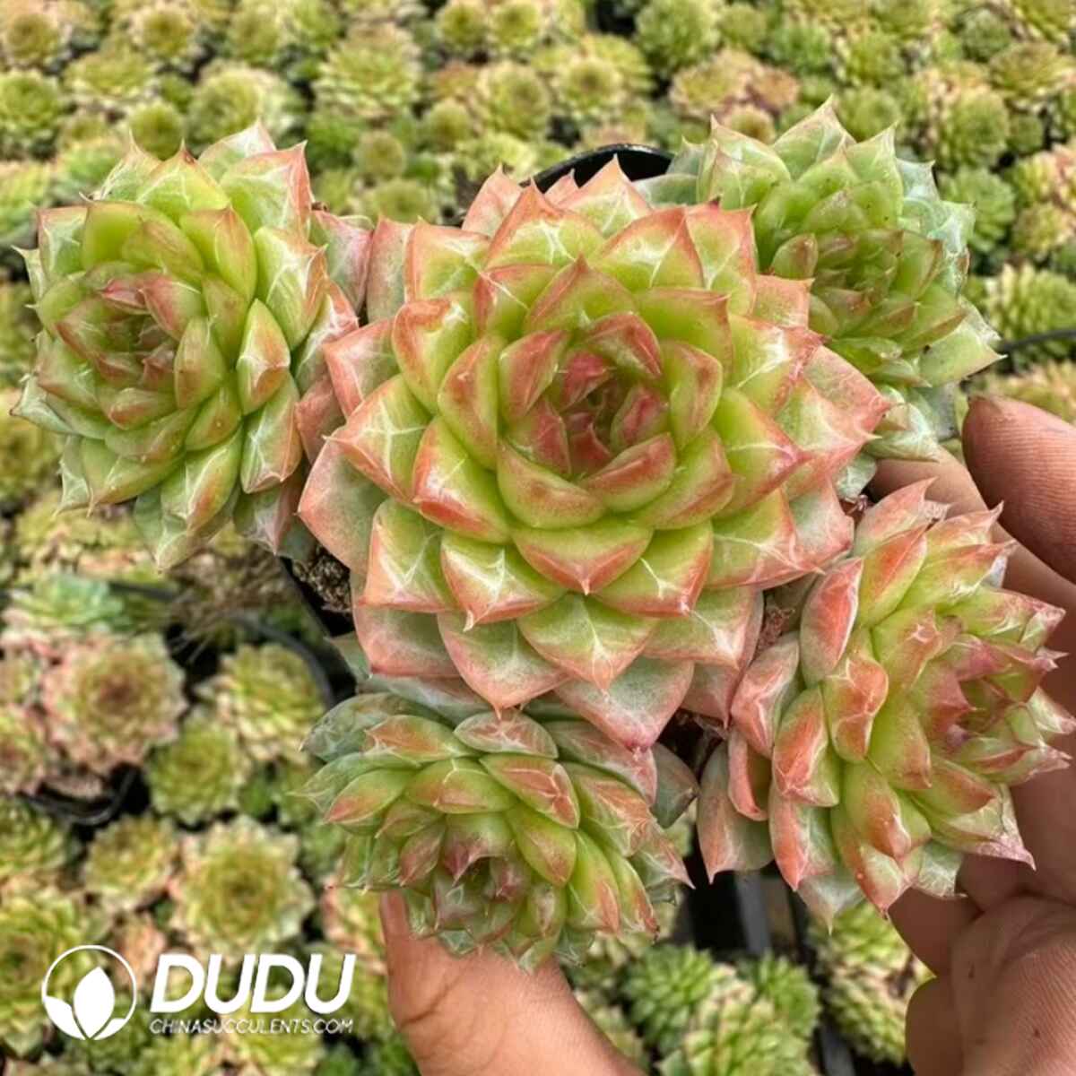 e201-7.jpg Echeveria Ice Diamond Jenny clustering - Image 1