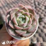 Echeveria Icing Sugar