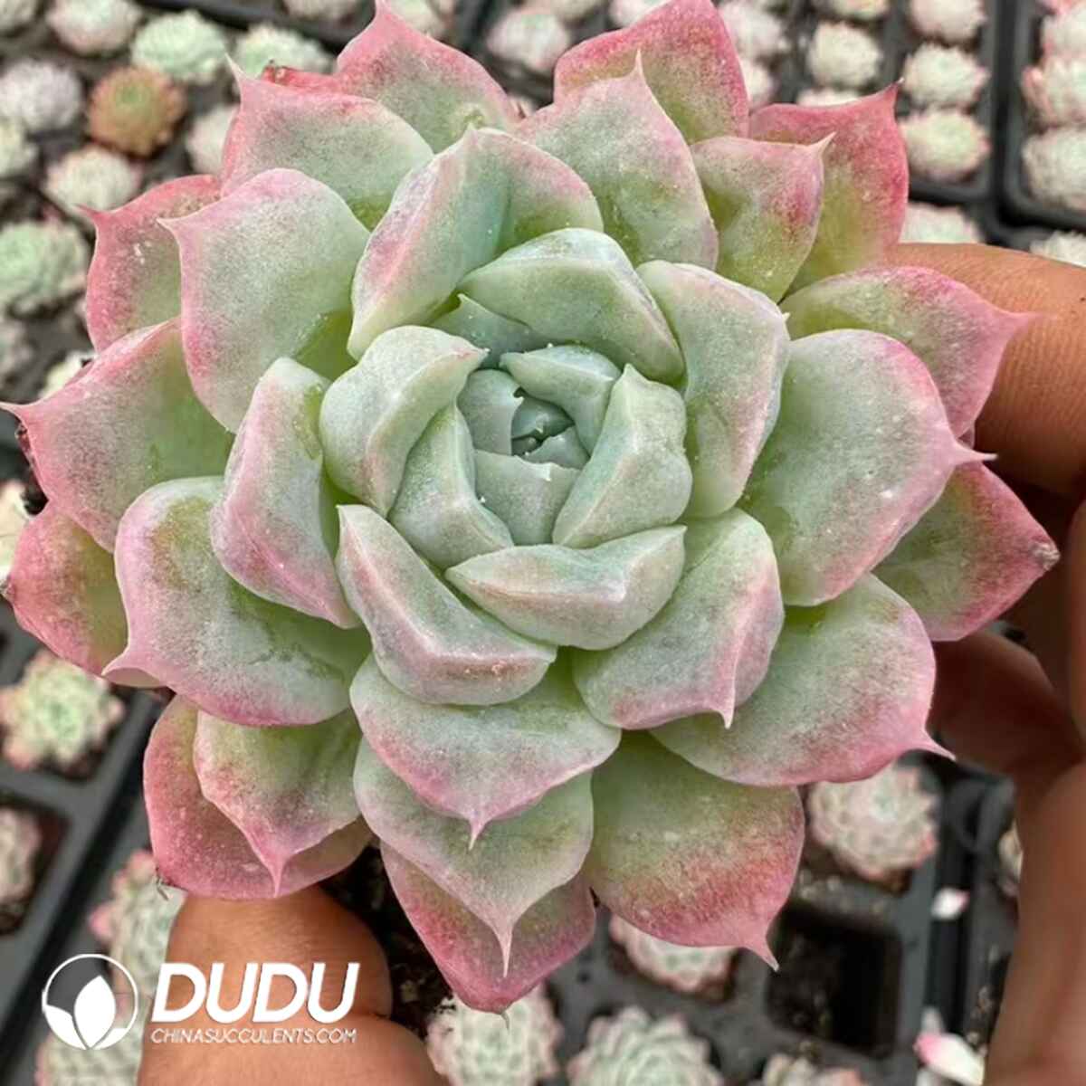 e201-716.jpg Echeveria Queen Monstrose - Image 1