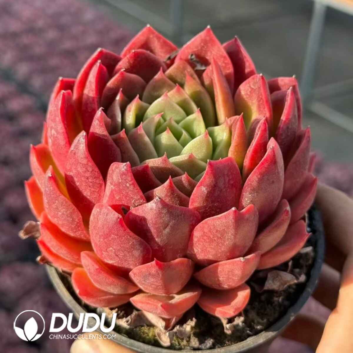 e201-717.jpg Echeveria Barbadoslily - Image 1