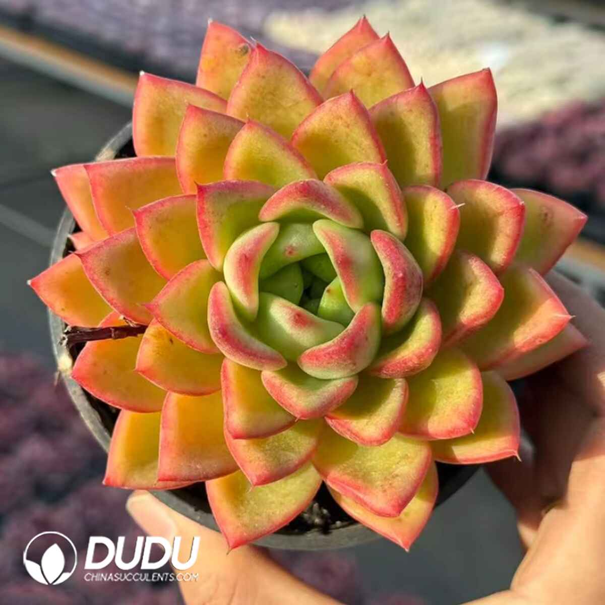 e201-719.jpg Echeveria Ruyan - Image 1