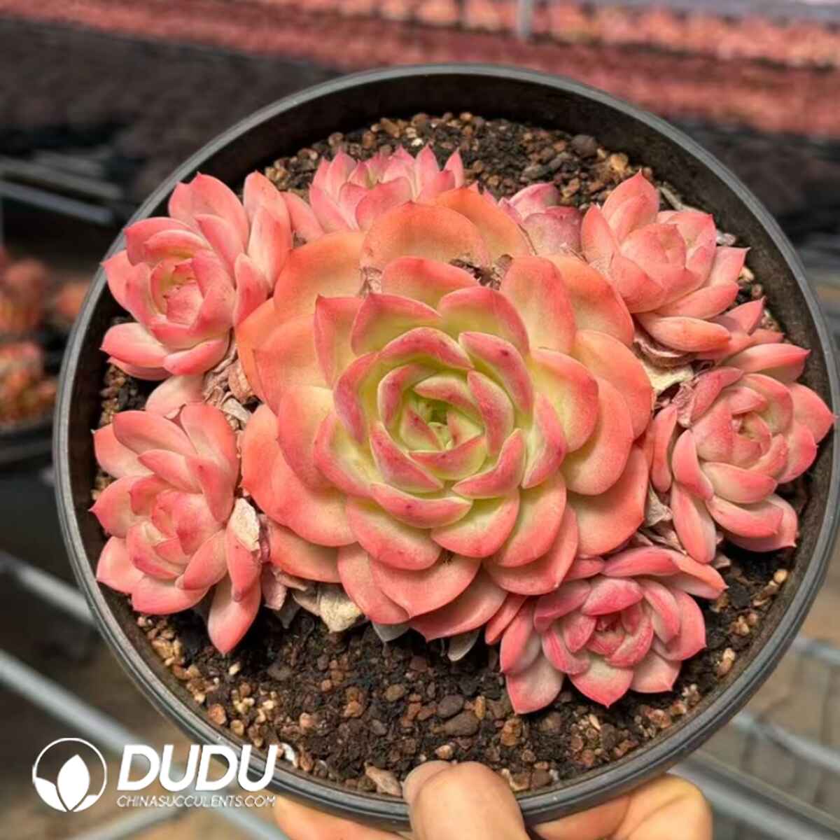 e201-722.jpg Echeveria Peento Custering - Image 1