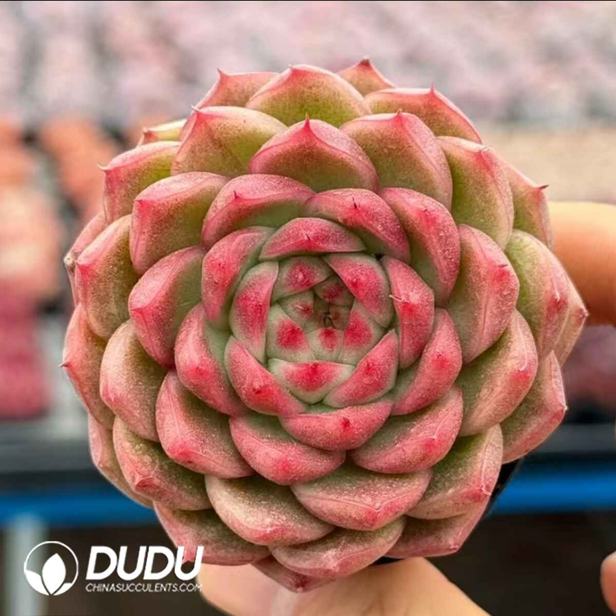 e201-725.jpg Echeveria Hotan Jenny - Image 1