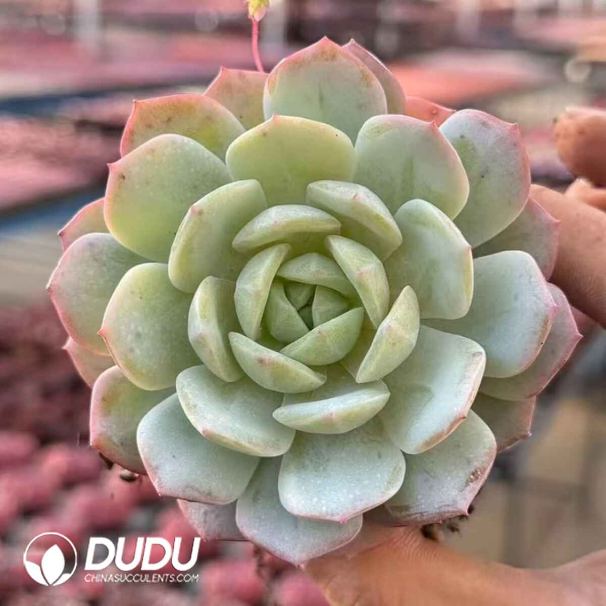 e201-727.jpg Echeveria White Peach Soda - Image 1