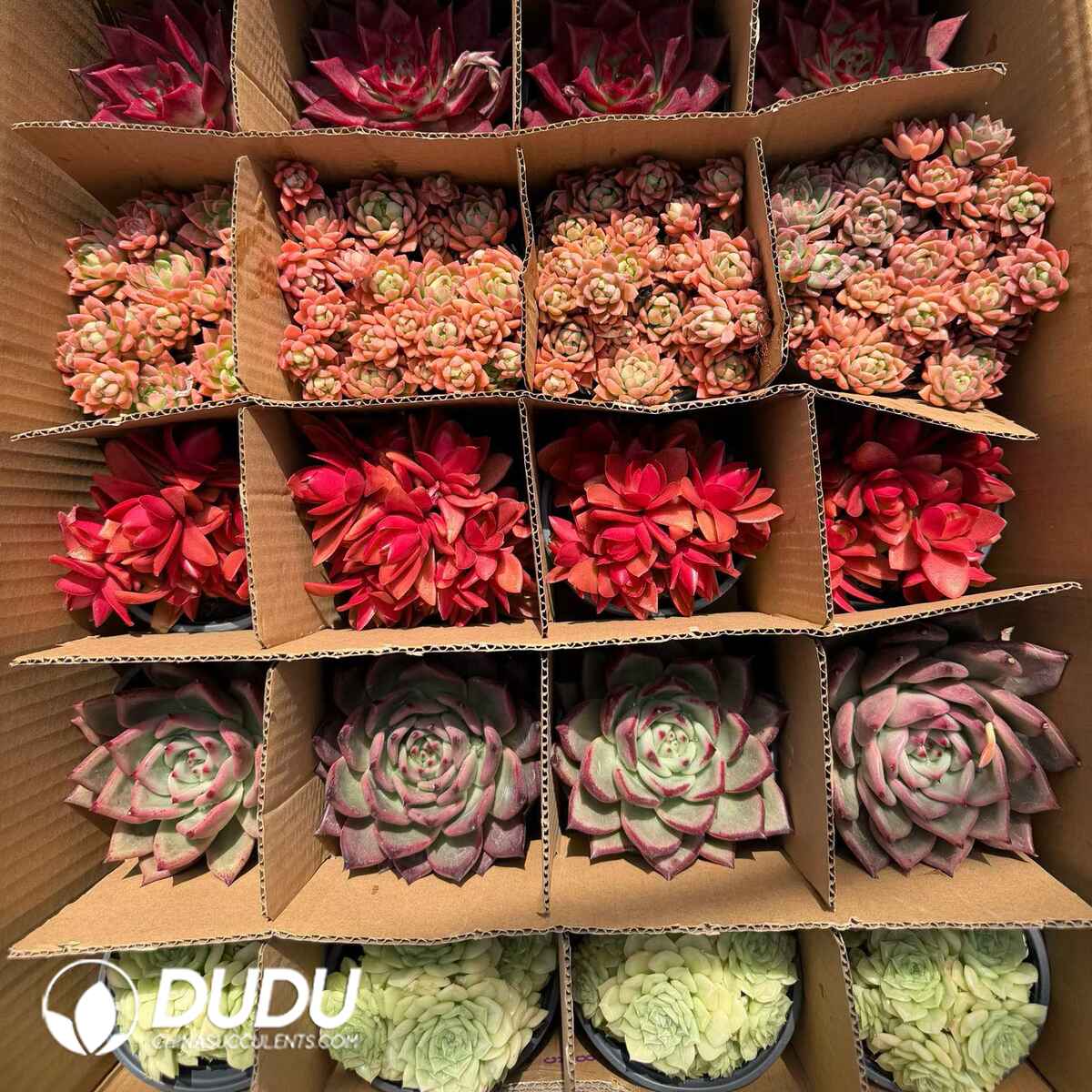 e201-739.jpg Echeveria Colorful Collection 24 pcs - Image 1