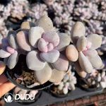 Graptoveria Peach Frost