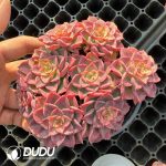 Echeveria Noble Cluster