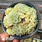 Echeveria White Swan Cluster