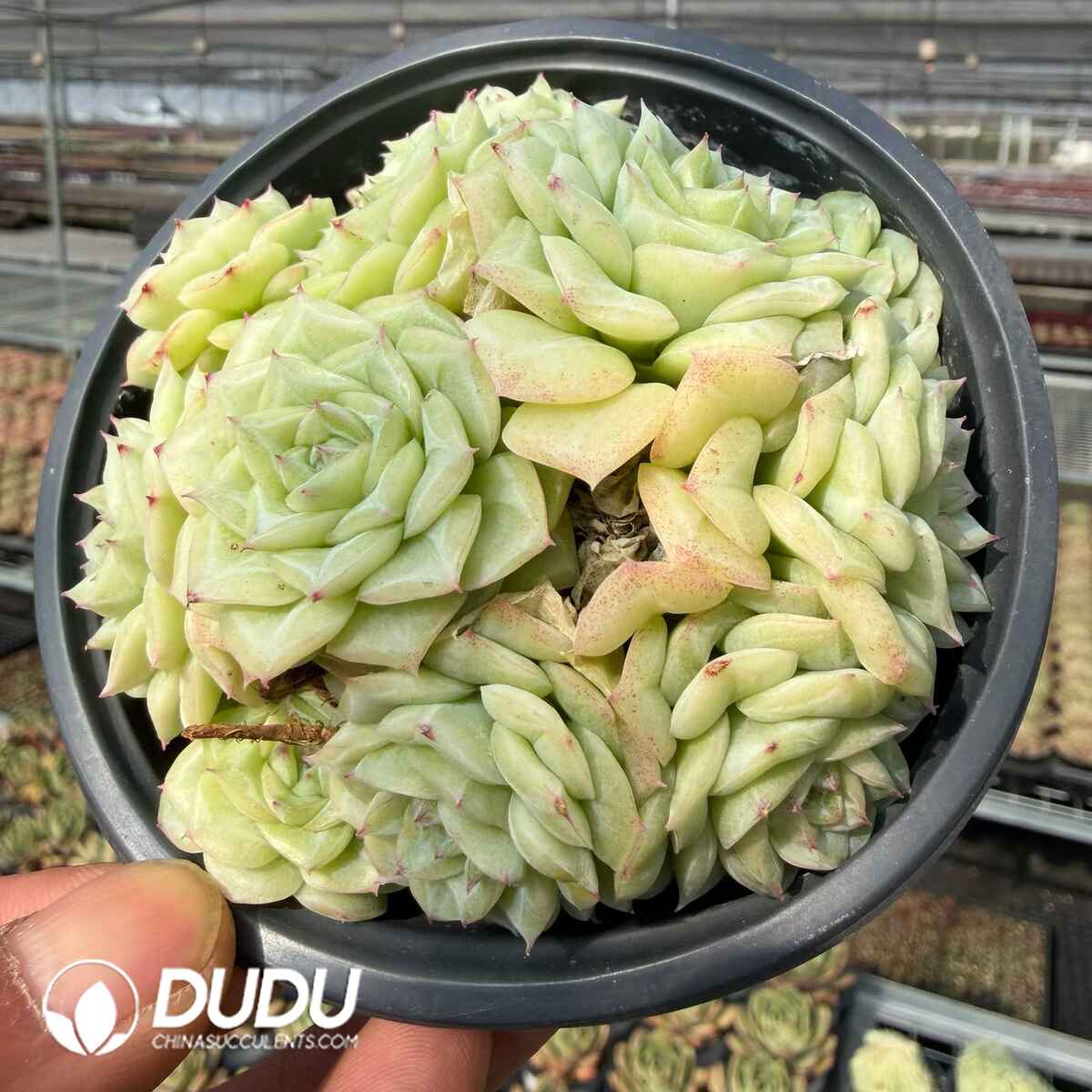 e201-743.jpg Echeveria White Swan Cluster - Image 1