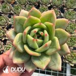 Echeveria Bubble Dragon